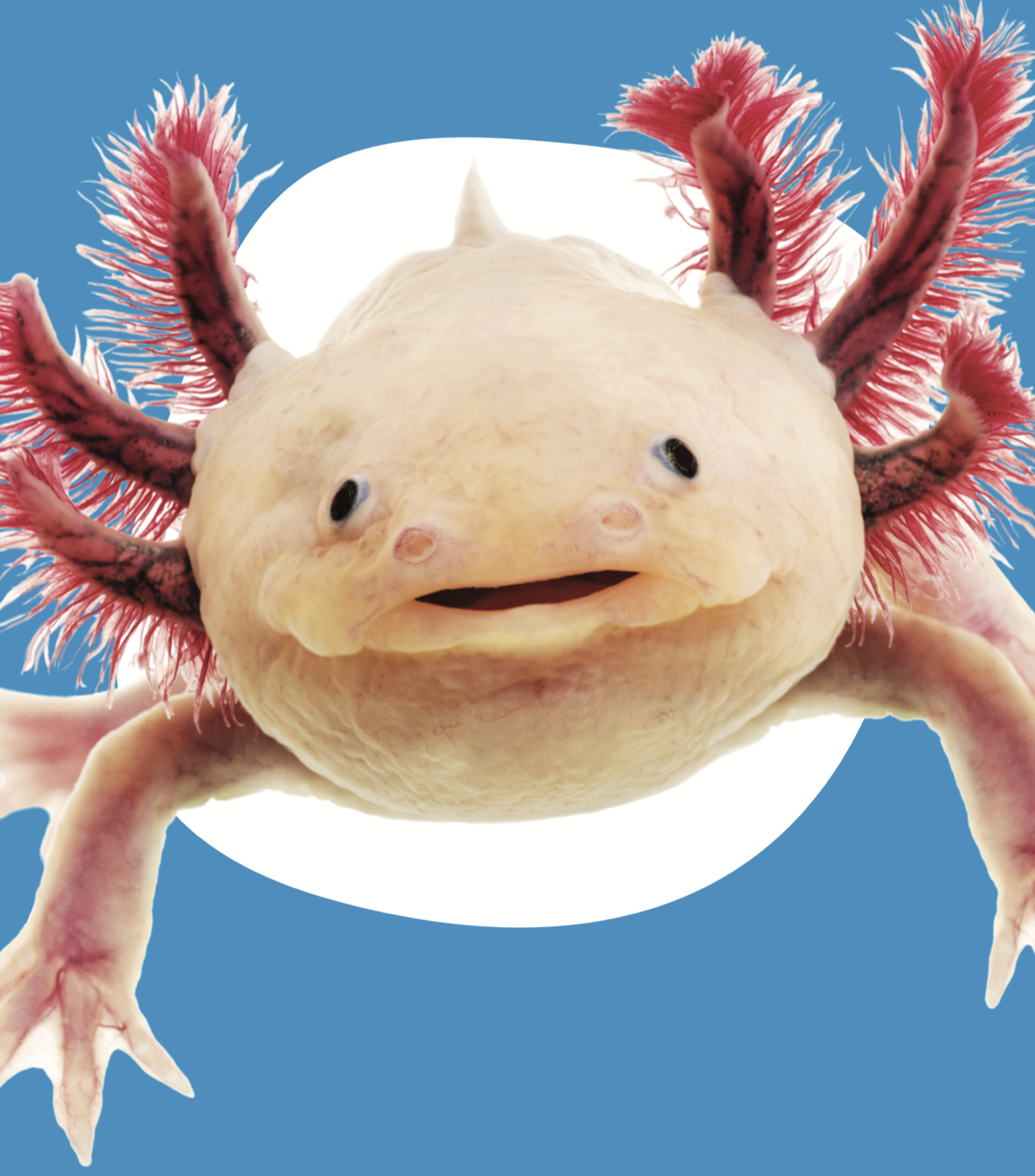 Axolotl